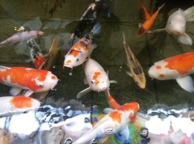 Review Coolpad Max A8 3 IMG 20160517 104059