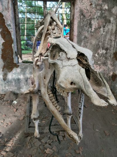 Review Coolpad Max A8 8 IMG 20160517 165842