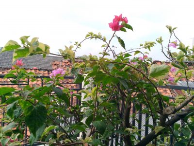 P 20161126 133239 vHDR Auto