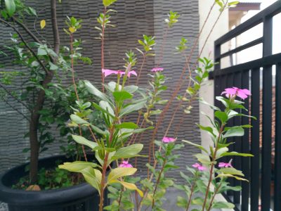 P 20161126 133313 vHDR Auto