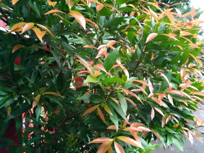 P 20161205 095440 vHDR Auto