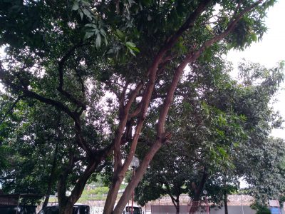 P 20161205 095625 vHDR Auto