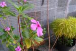 P 20170123 060542 vHDR Auto