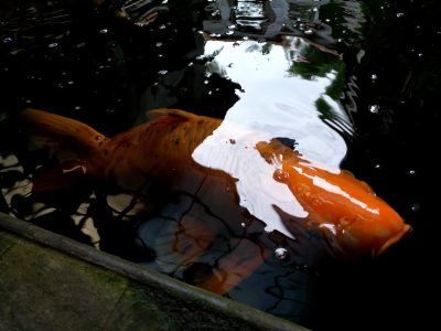 Review Infinix Zero 4: Lebih Seimbang! 4 IMG 20170116 153956