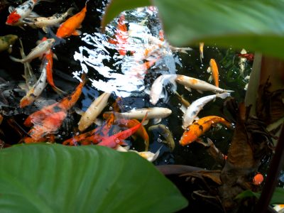 Review Infinix Zero 4: Lebih Seimbang! 2 IMG 20170116 154412