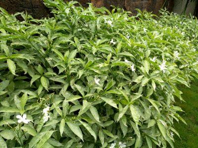 Review Infinix Zero 4: Lebih Seimbang! 7 IMG 20170116 184851