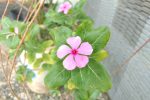 Moto Z Play Photo 02