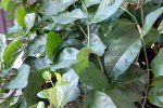 IMG 20180522 102528