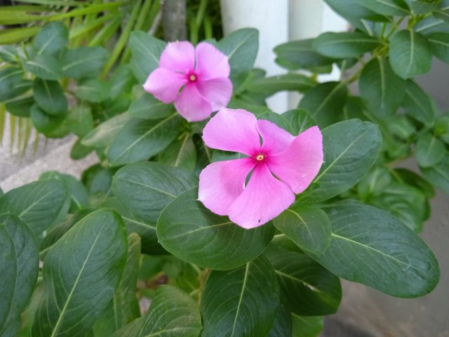 IMG 20200829 163244 1