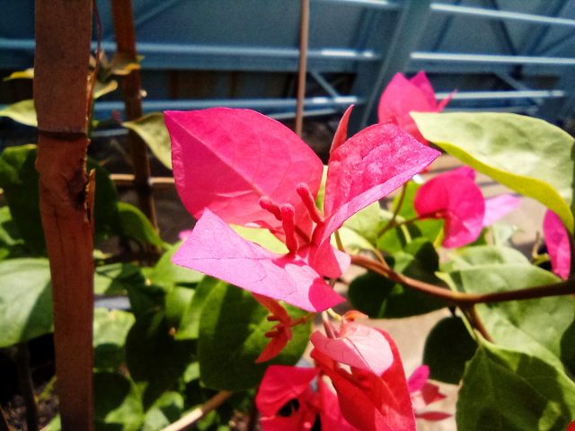 Macro 2