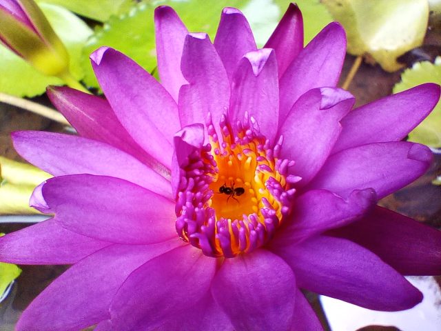 Macro 1