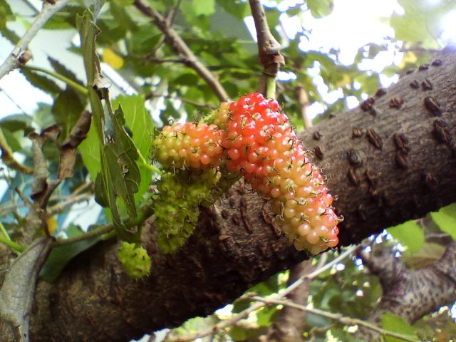 Macro 2