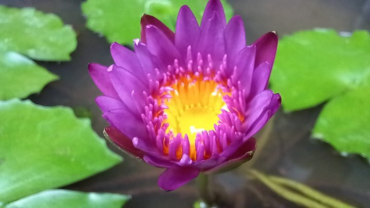 Review Samsung Galaxy A12: Kamera Keren, RAM dan Storage Besar 6 macro